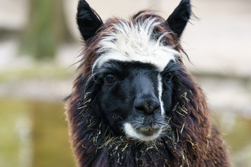 brown lama in an enclosure © lakkot