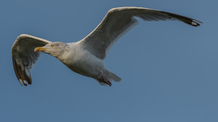 SeaGull