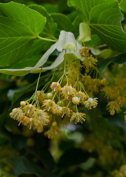 Spring flowring linden