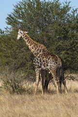 Naklejka na ściany i meble Giraffe South Africa