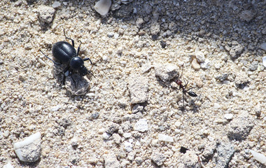 local insect ant and a beetle