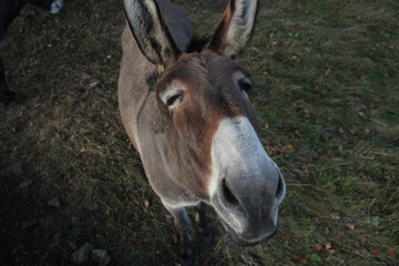 Portrait d'un âne