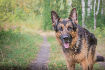 German shepherd dog in sunny autumn