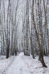 Fototapeta premium winter forest