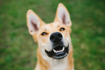 mixed breed dog in grass