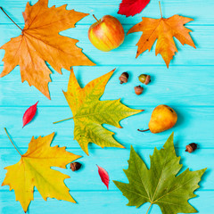 Beautiful maple leaves on blue background