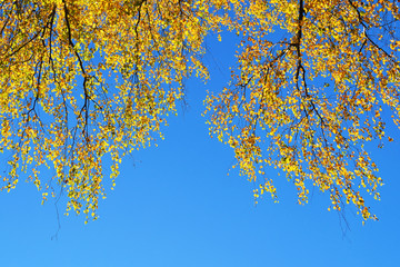 Fototapeta premium birch branches with yellow leaves with blue sky background. space for text