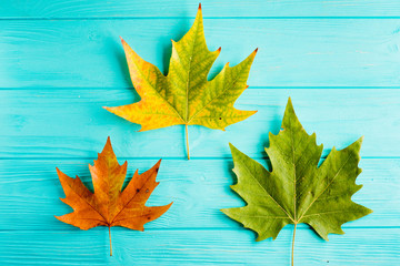 Beautiful maple leaves on blue background