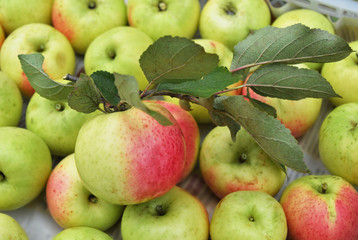 Red ripe apple with a branch on a background of a crop of apples packed in a box