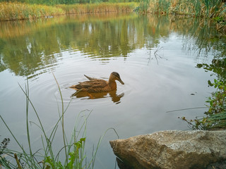 Autumn in a city park