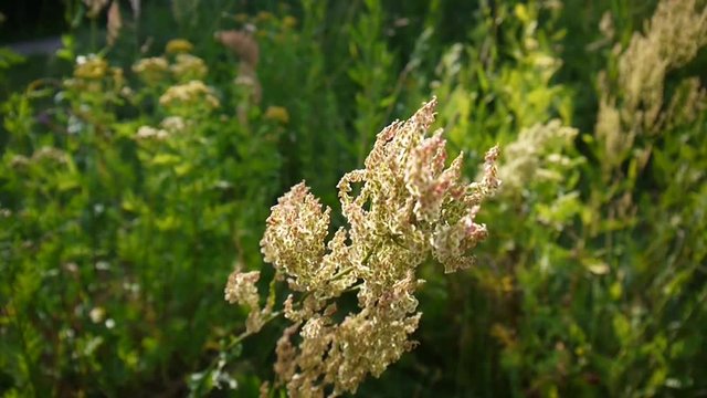 Rumex. Flowering wild sorrel in the field. Shooting of static camera.