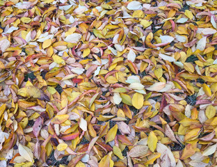 A carpet of leaves in the fall