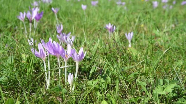 Jesień krokus zimowit na łące na lewo