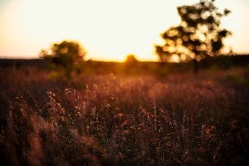 Grass in sunset light