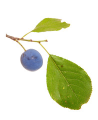 Branch of a plum tree with fruits on a white isolated background. Space for text.