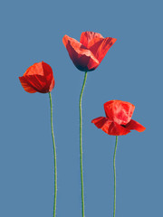 Red Poppy Flower Isolated on a blue Background