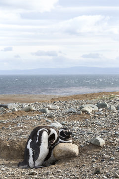Cuddly pair of adult Magellanic penguins at the beach of Chile