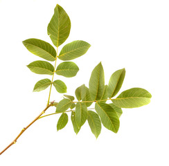 Branch of a nut tree on a white isolated background. Space for text.