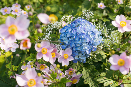 Herbstanemonen mit Hortensienbl&uuml;te