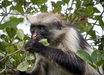 Kirk's red colobus. Endemic species.
