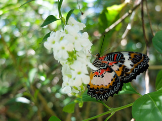 Butterfly with Flower 