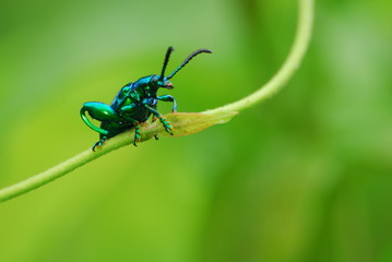 Climbing Green Bug