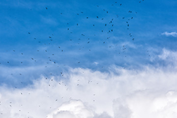 Many black birds flying high in flock group against isolated stormy gray blue large big huge cloud in storm sky