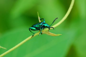 Climbing Green Bug