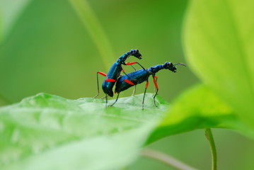 Tiger Beetle having sex