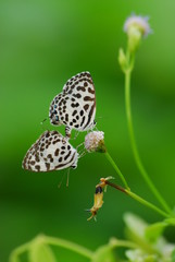 Butterfly having sex