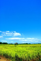 Rice Field