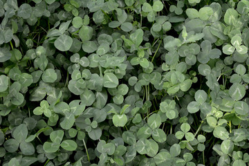 Glade of white clover as an example of  Guerrilla gardening in the city. 15-20 times more efficient than lawn.