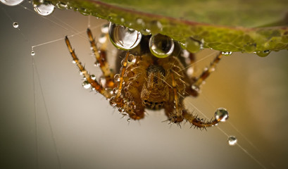 spider in dew