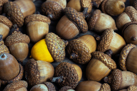 colorful acorn against of ordinary acorns abstract vision be different, unique personality or standing out from the crowd, leadership quality. beautiful still life background 