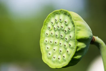 Photo sur Plexiglas fleur de lotus Macro closeup of green closed lotus head seedpod with blurred bokeh background