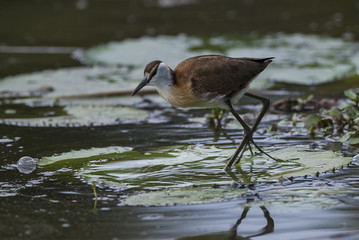 African Jacana