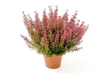 Glockenheide (Erica gracilis)