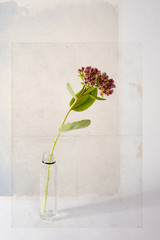 sedum in the vase on white background