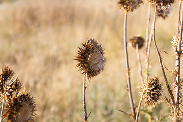 dry thistle