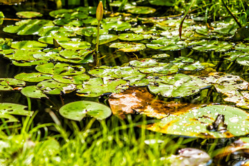Macro closeup of large water drops on lily lotus pads in pond marsh during sunny summer
