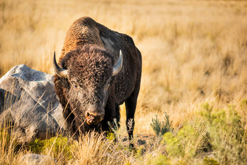 Bison grazes on grasslands by rock licking with tongue near Great Salt Lake, Utah on Antelope Island