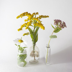 solidago canadensis, daisy and sedum in the bottles , on grey background
