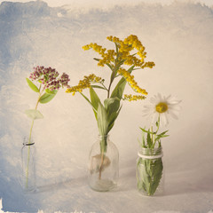 the solidago canadensis, daisy and sedum, on grey background