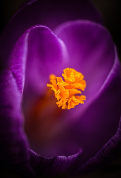 crocus