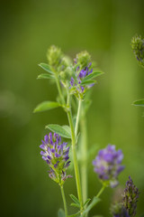 Naklejka premium Natur, Pflanzen, Blumen, Orchideen, Tiere