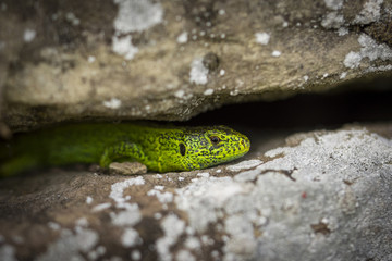 Natur, Pflanzen, Blumen, Orchideen, Tiere