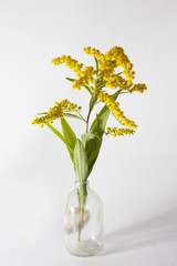 solidago canadensis on grey background