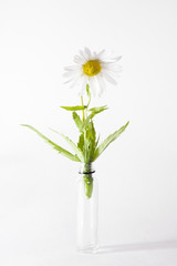 the daisy in bottle on white backround