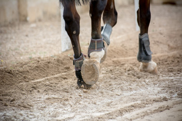 close up of horse hooves trotting - obrazy, fototapety, plakaty
