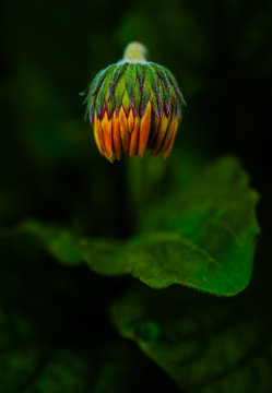 Osteospermum